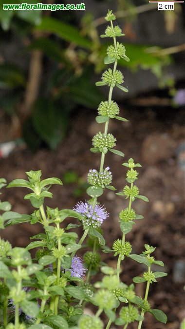 Mentha pulegium