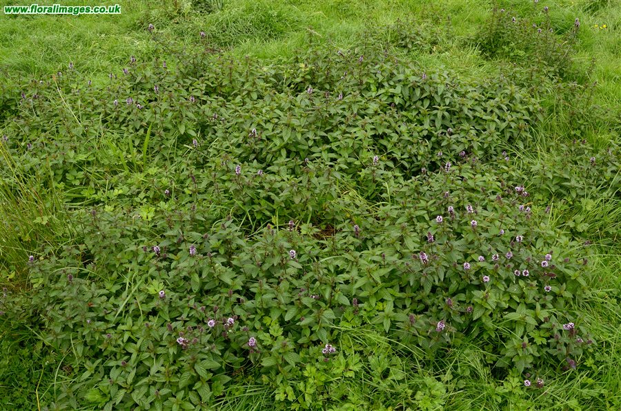 Mentha x piperita