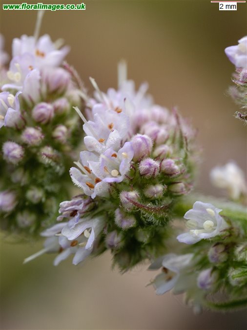 Mentha x villosa