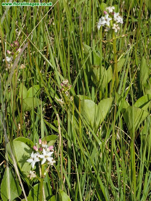 Menyanthes trifoliata