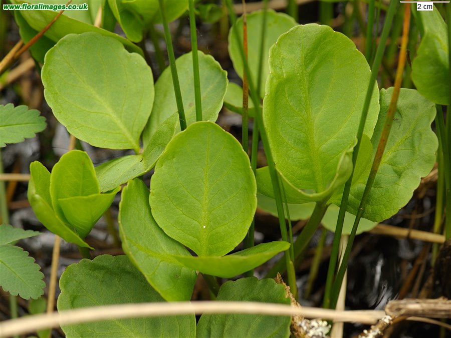 Menyanthes trifoliata