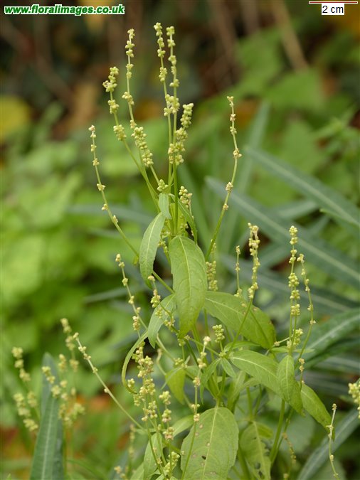 Mercurialis annua