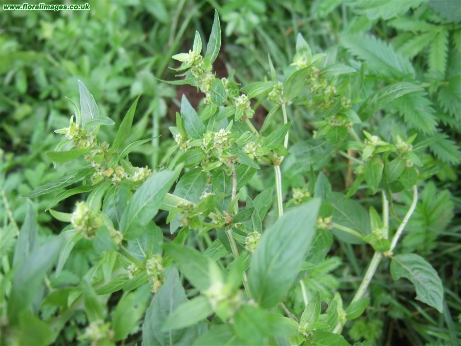 Mercurialis annua