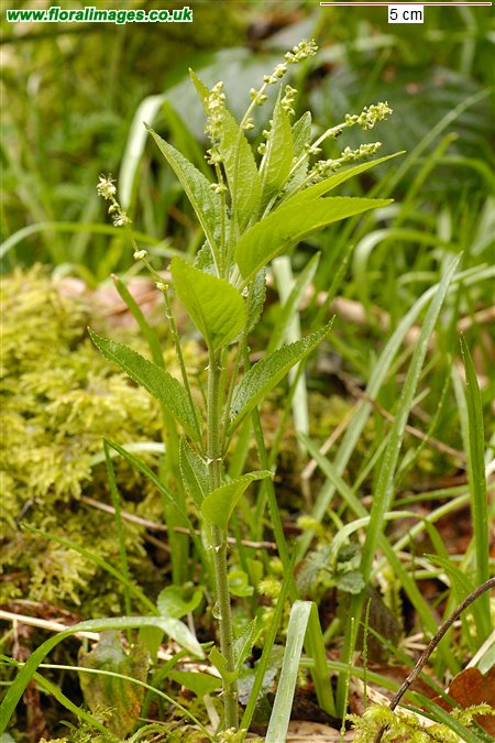 Mercurialis perennis