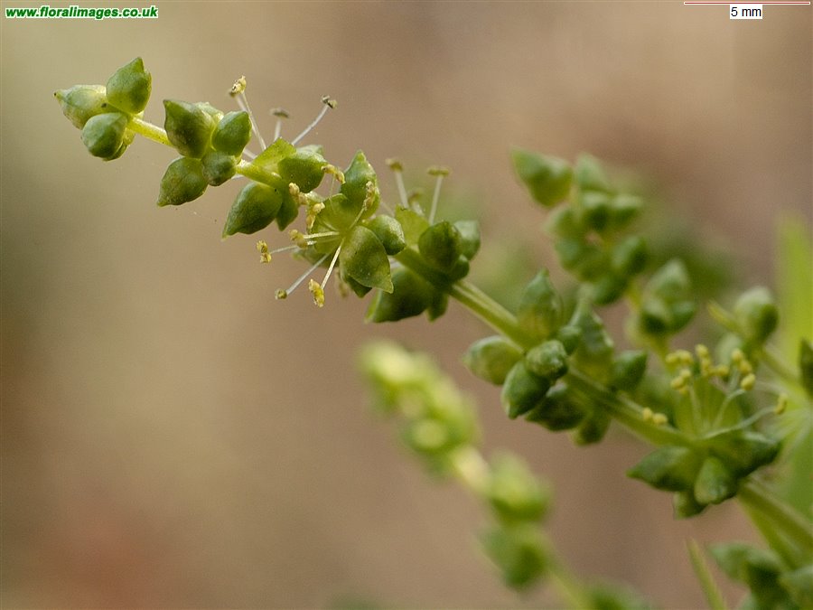 Mercurialis perennis