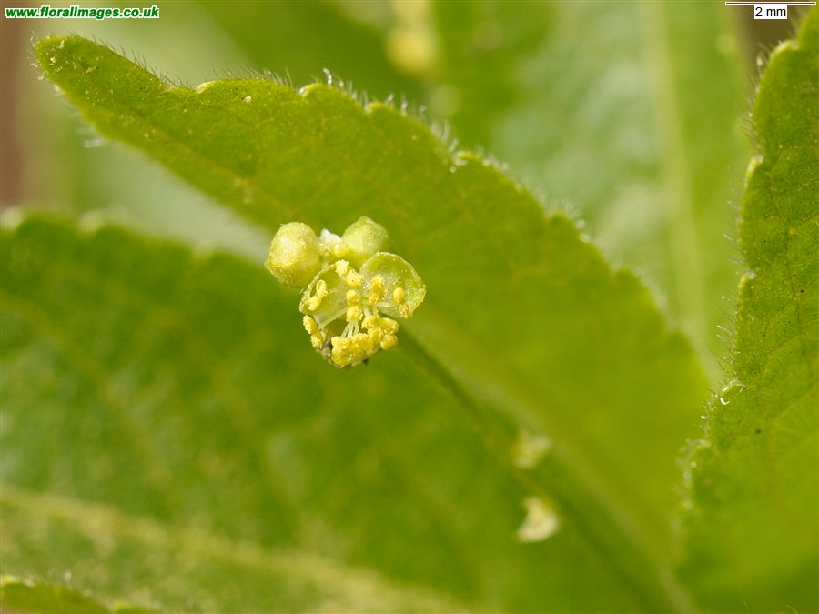 Mercurialis perennis