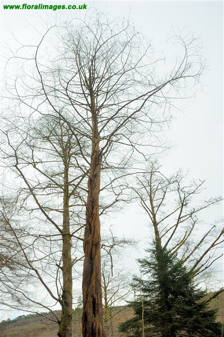 Metasequoia glyptostroboides