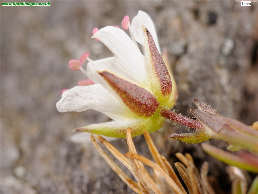 Minuartia recurva