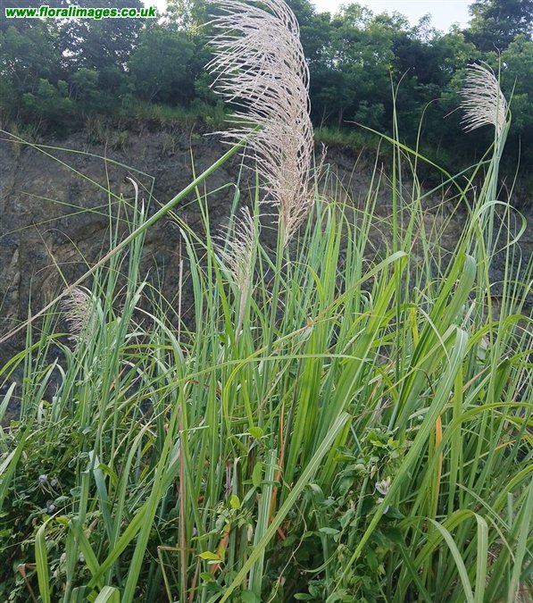 Miscanthus sinensis