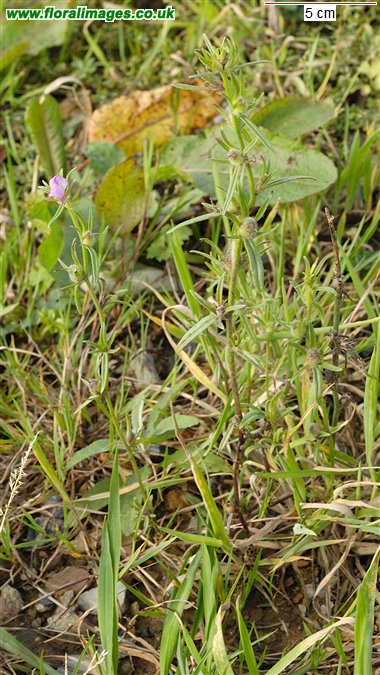 Misopates orontium