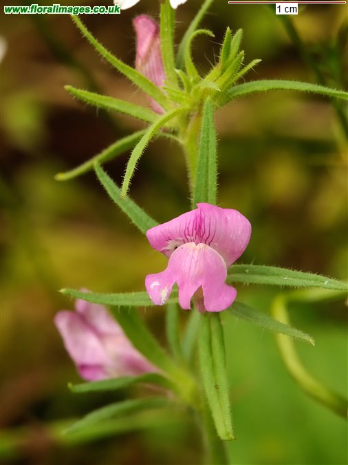 Misopates orontium