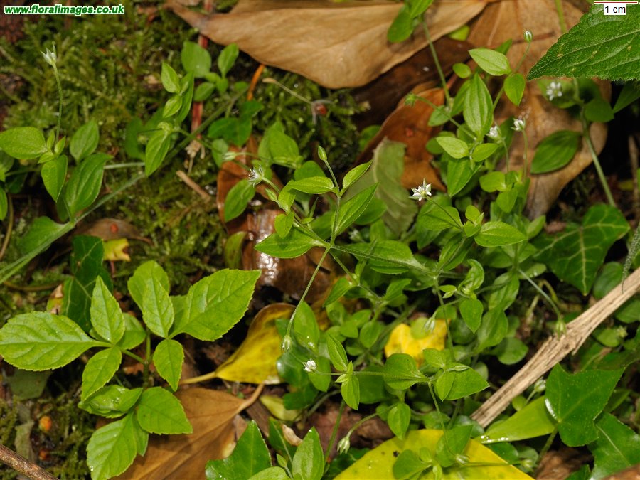Moehringia trinervia