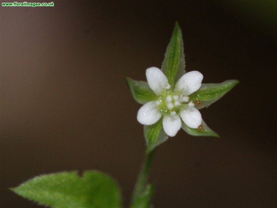Moehringia trinervia