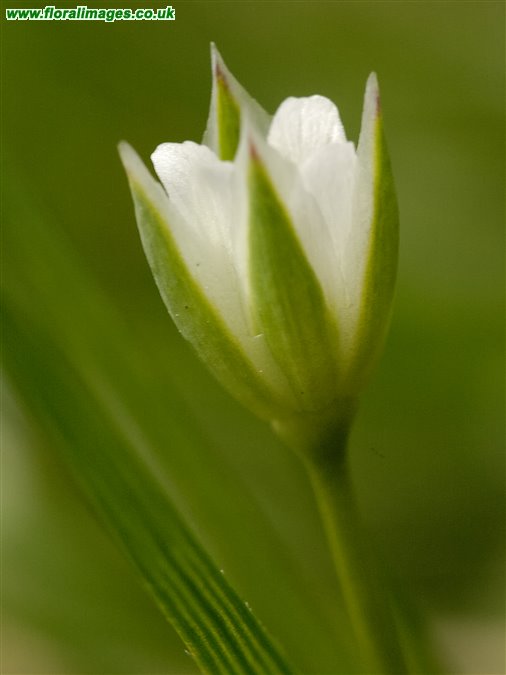 Moenchia erecta