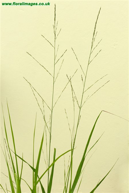 Molinia caerulea