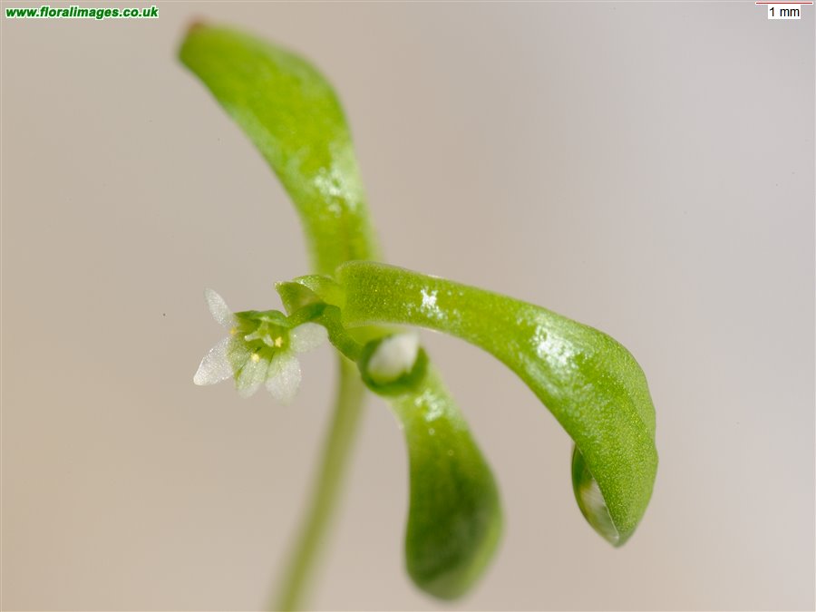 Montia fontana