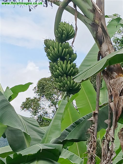 Musa x paradisiaca