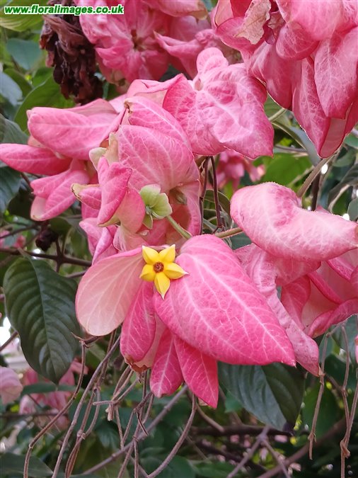 Mussaenda philippica
