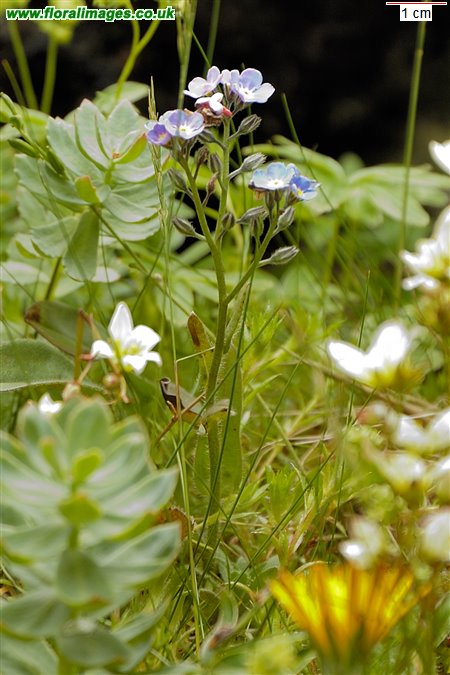 Myosotis alpestris
