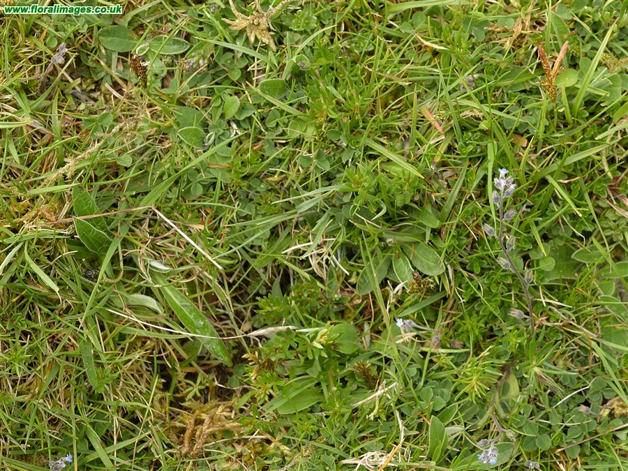 Myosotis ramosissima