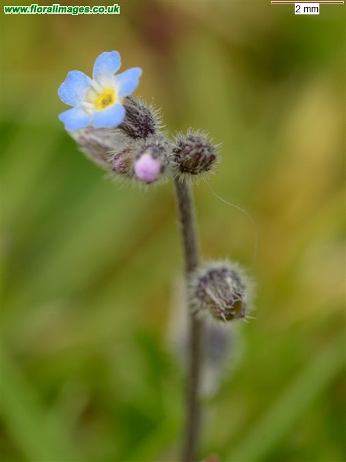 Myosotis ramosissima