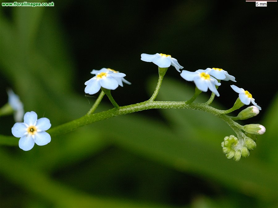 Myosotis scorpioides
