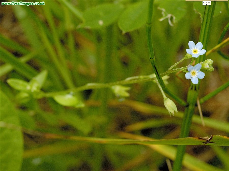 Myosotis scorpioides