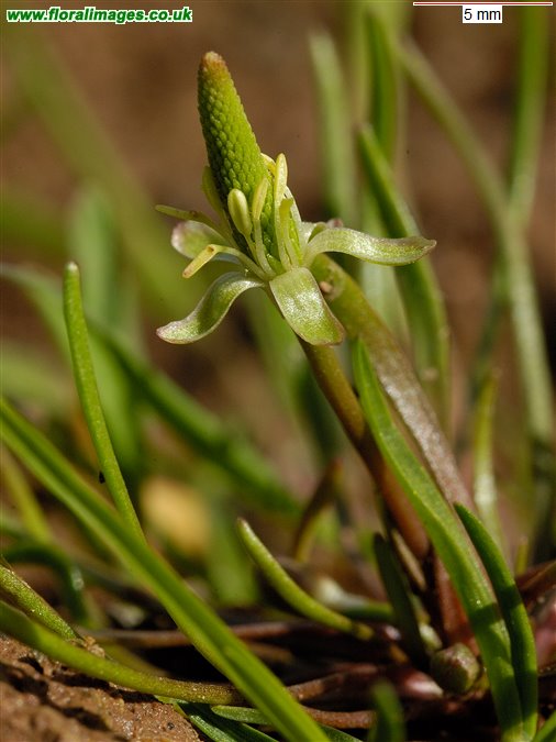 Myosurus minimus