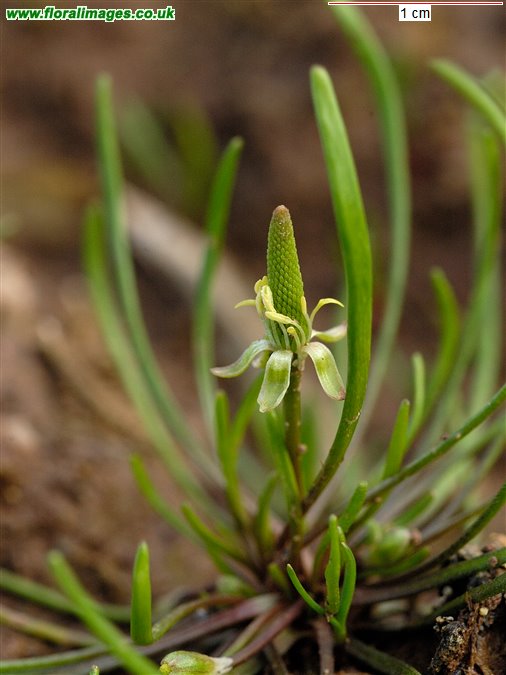 Myosurus minimus