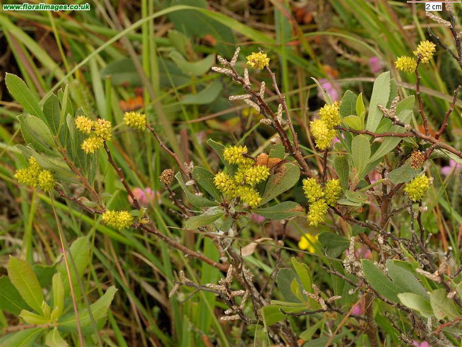 Myrica gale
