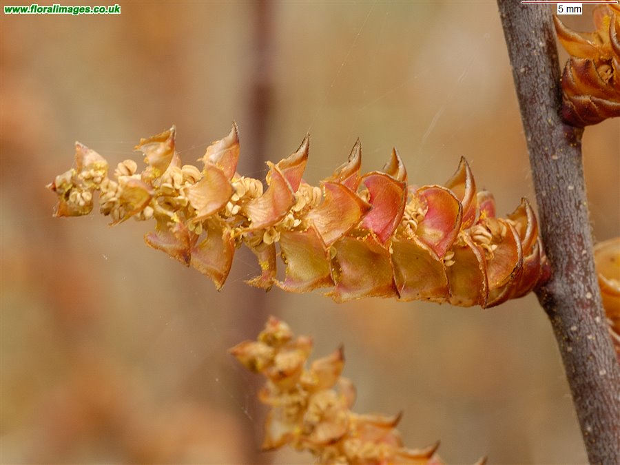 Myrica gale