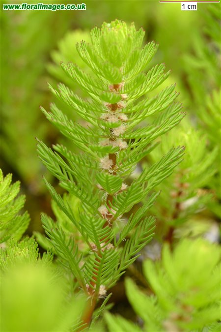 Myriophyllum aquaticum