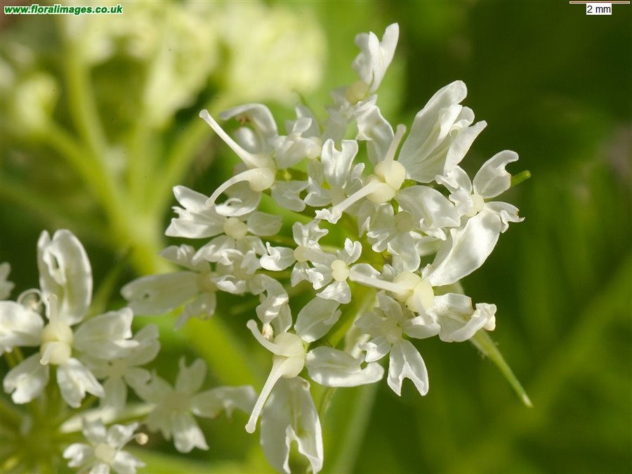 Myrrhis odorata