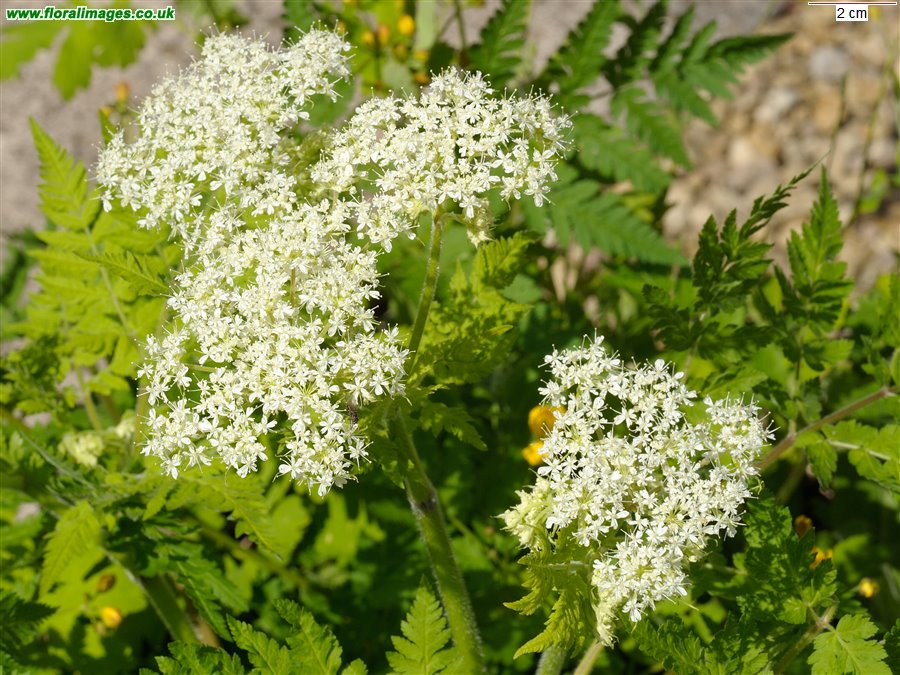 Myrrhis odorata