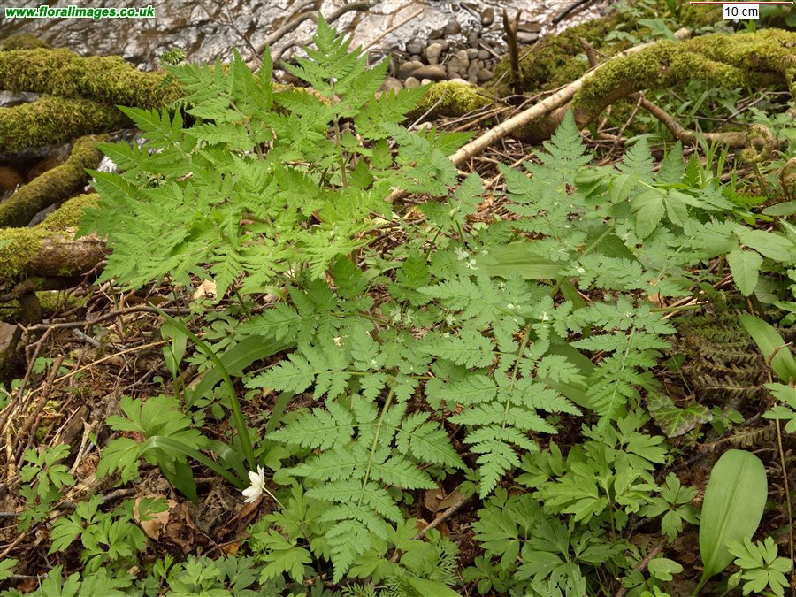 Myrrhis odorata