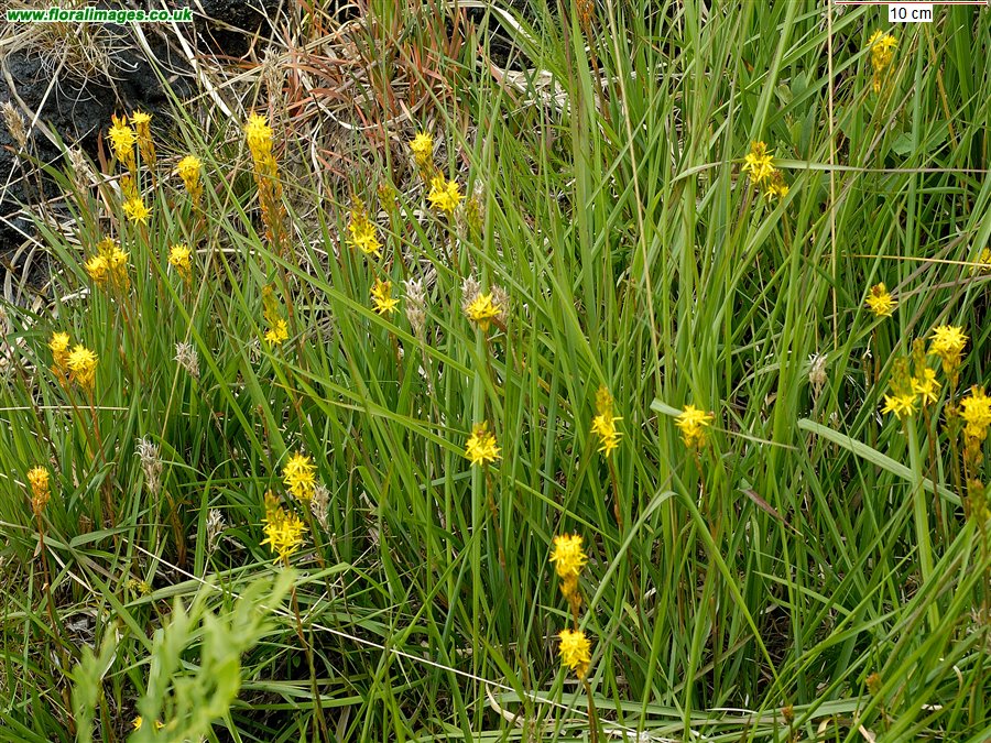 Narthecium ossifragum