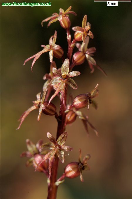 Neottia cordata