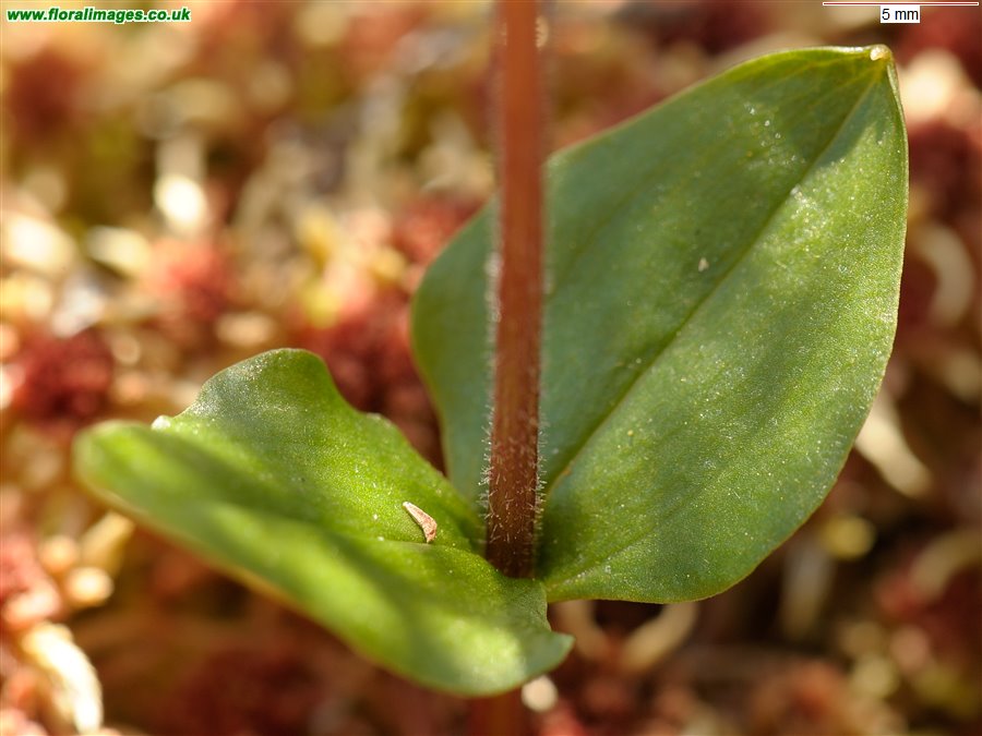 Neottia cordata