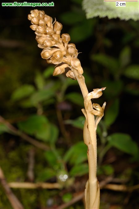 Neottia nidus-avis