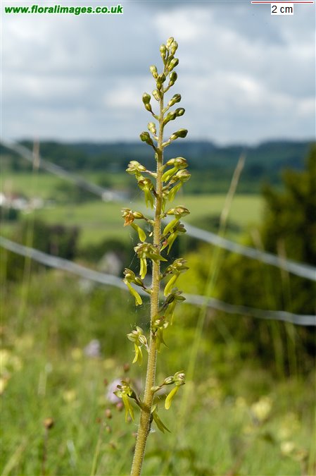 Neottia ovata