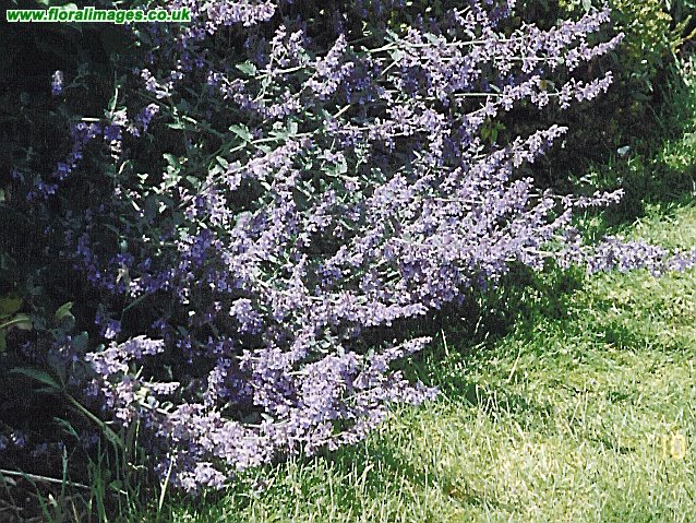 Nepeta x faassenii