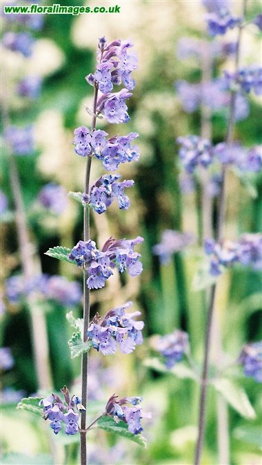 Nepeta x faassenii