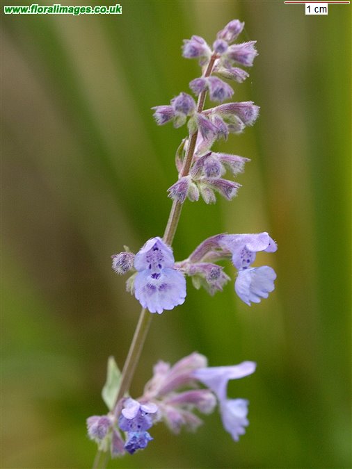 Nepeta x faassenii