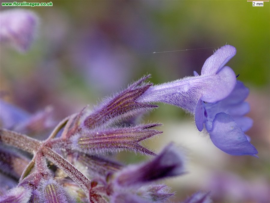 Nepeta x faassenii