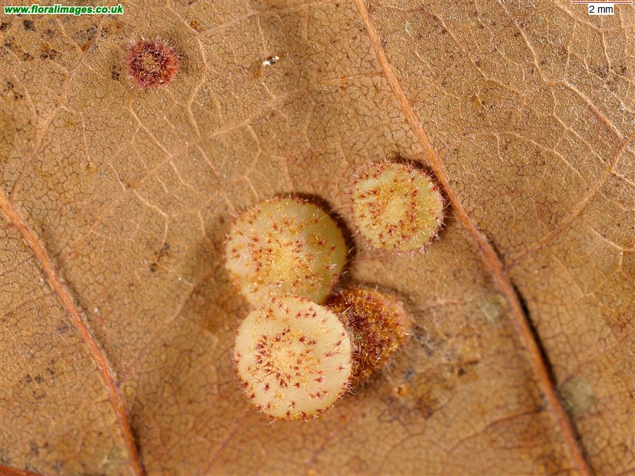 Neuroterus quercusbaccarum