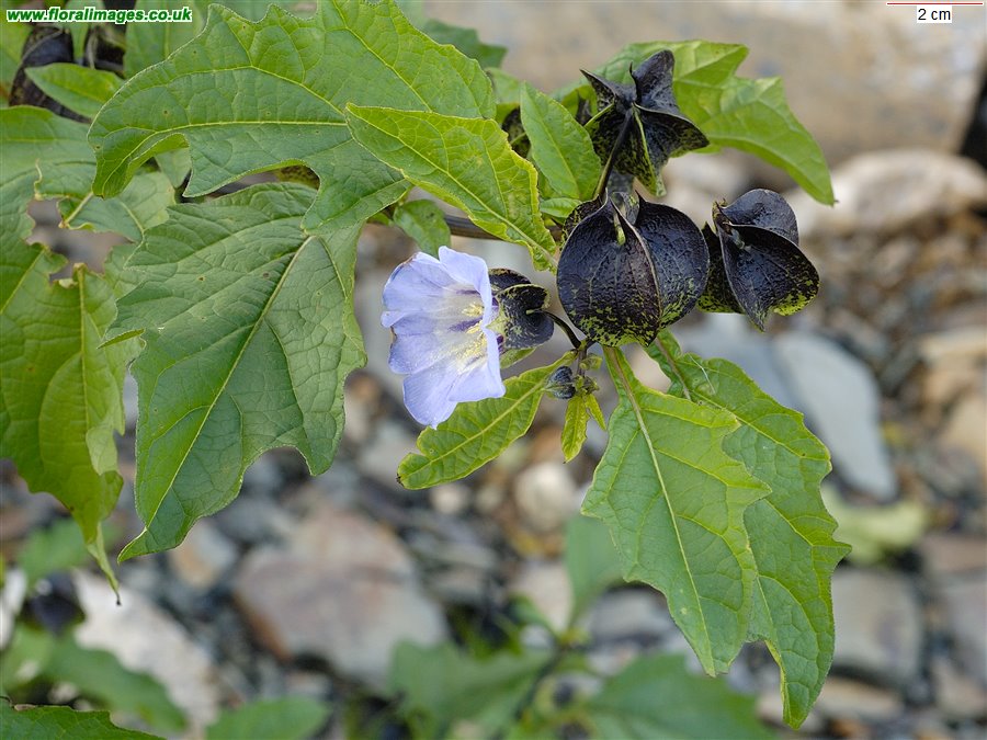 Nicandra physalodes