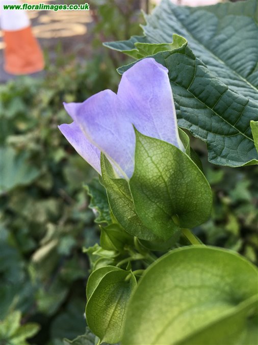 Nicandra physalodes