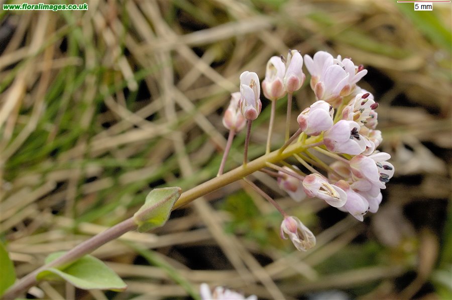 Noccaea caerulescens
