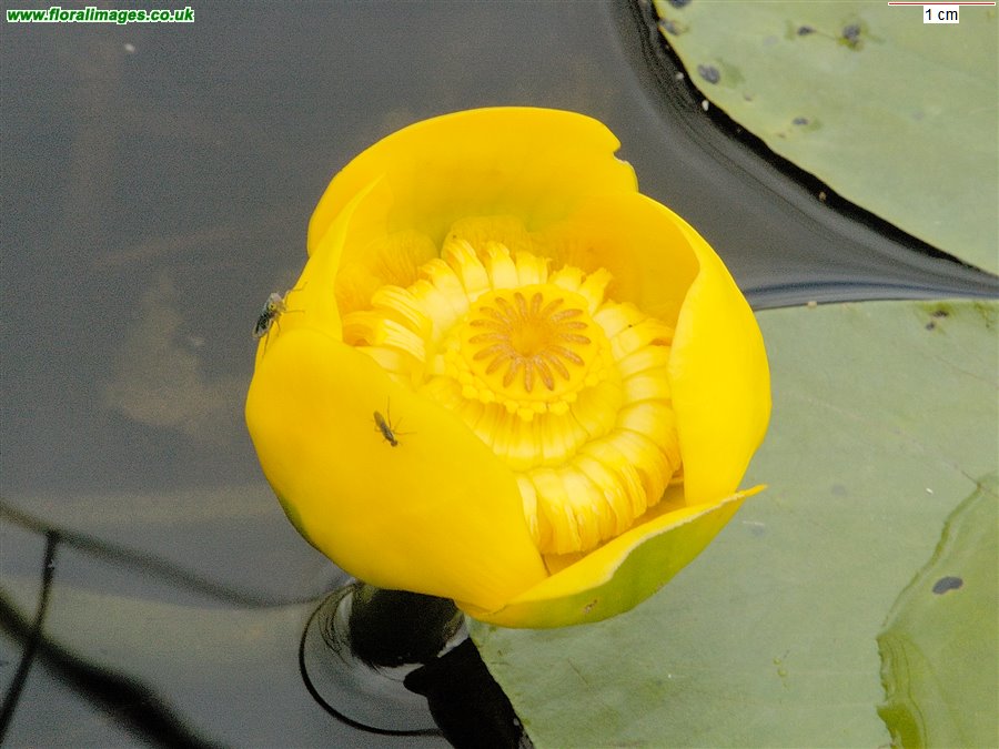 Nuphar lutea