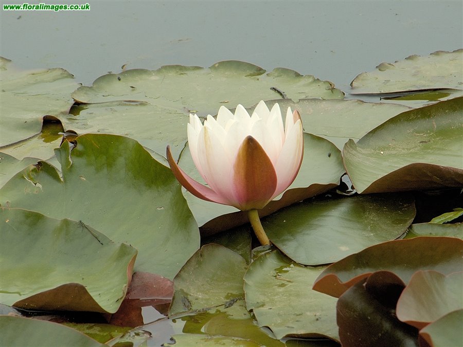 Nymphaea alba